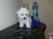 maltese puppy posted by Elegant Babies